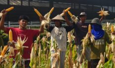 Transfoasi Warga Binaan Lapas Kendal Sukses Panen Raya Jagung